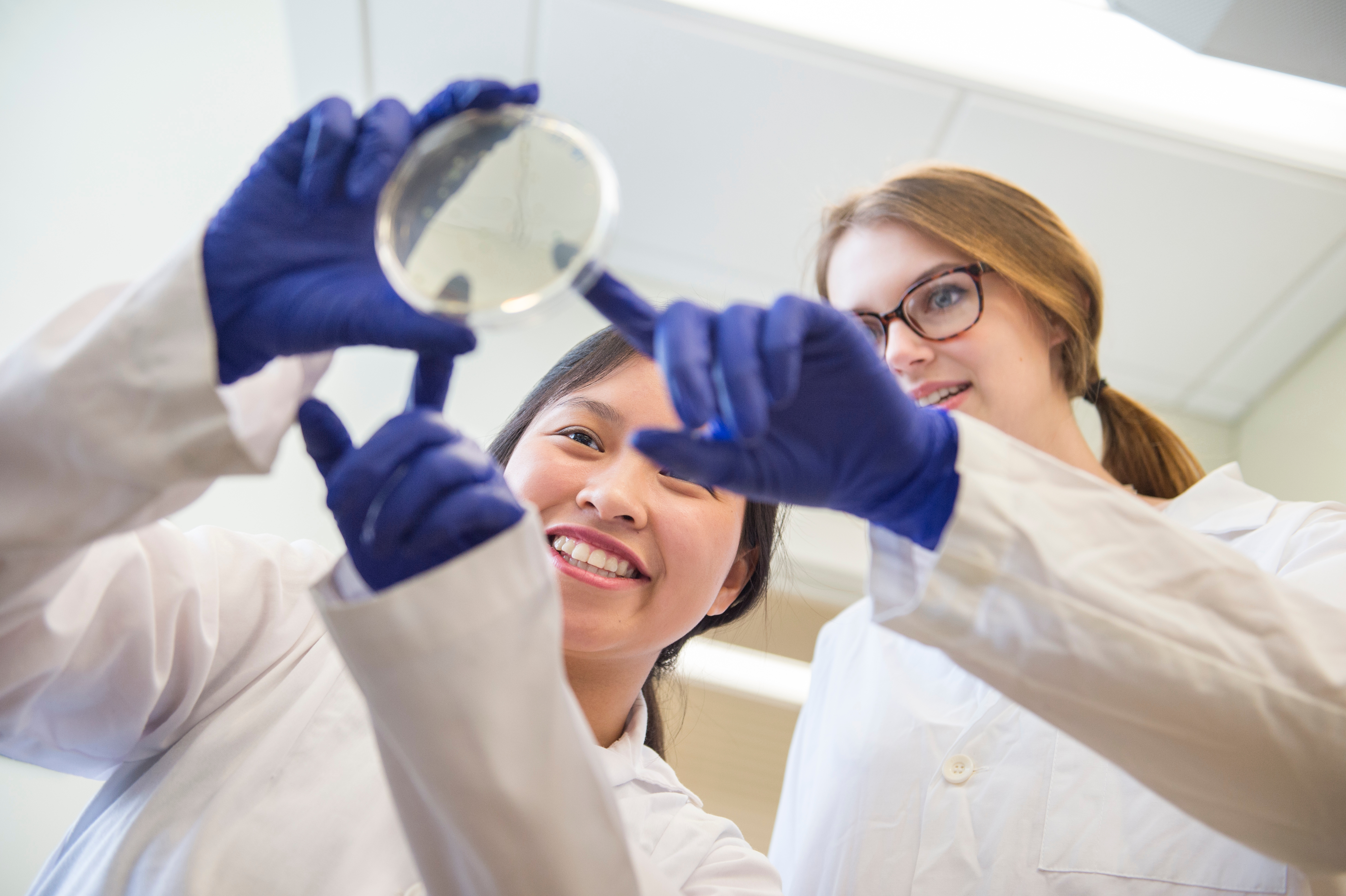 Student examining a petri dish