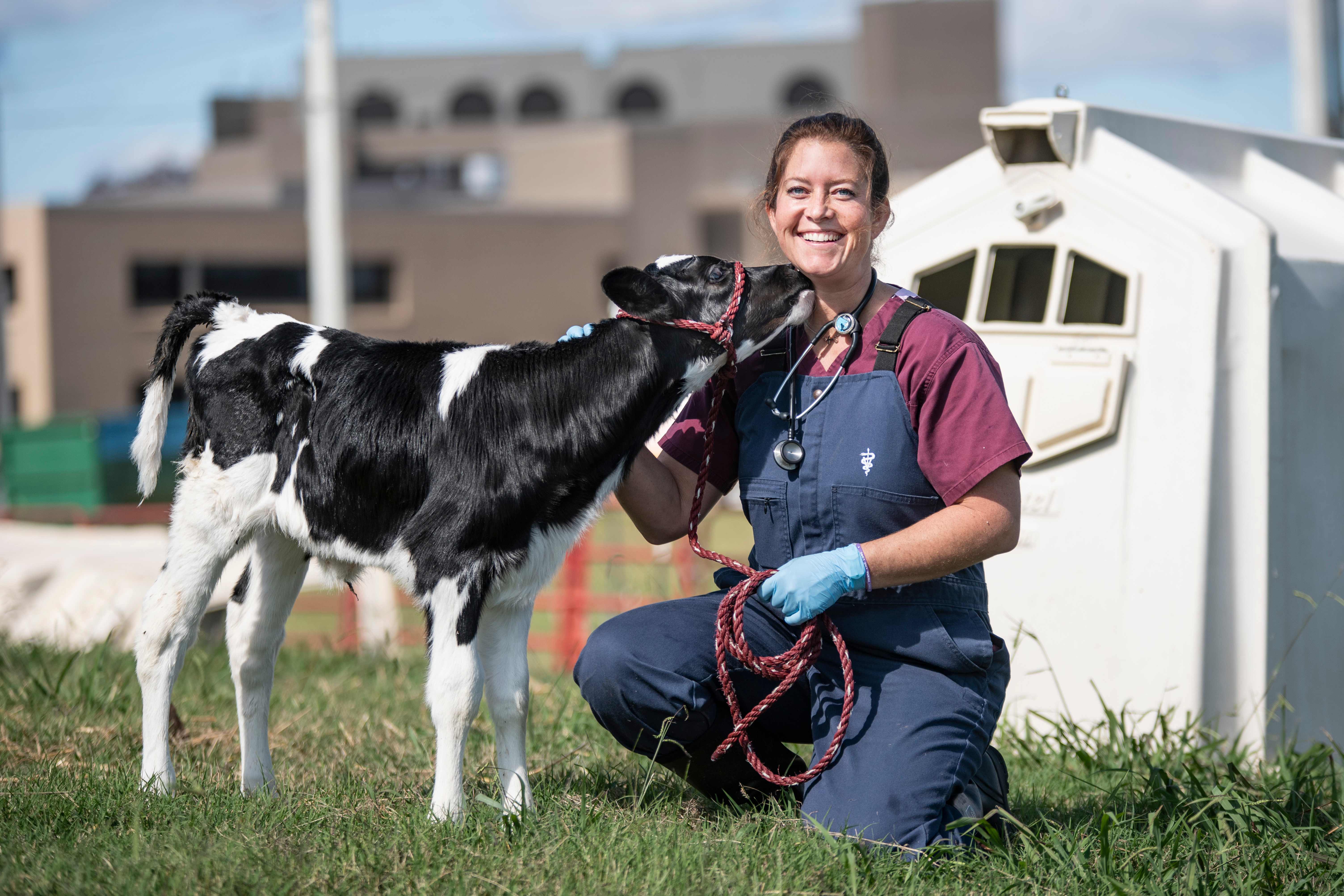 Student standing next to a calf