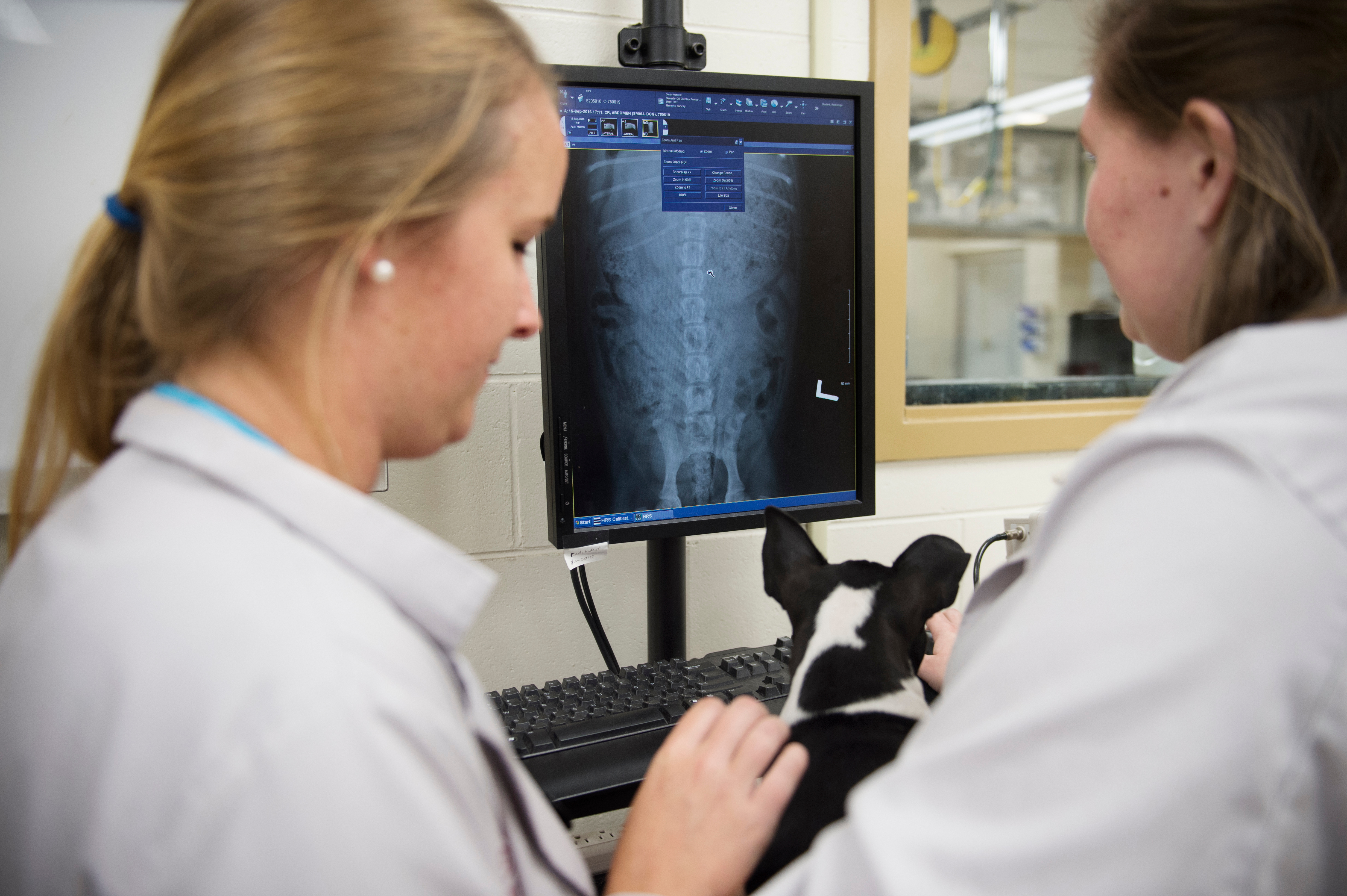 Students analyzing dog medical imaging